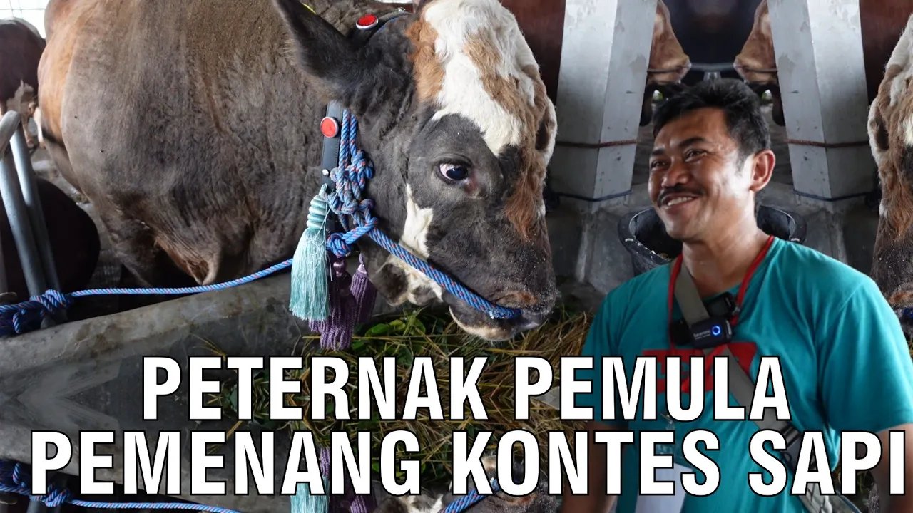 
                                 Peternakan-Pemula-Pemenang-Kontes-Sapi